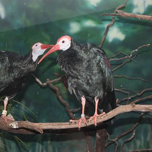 Aquatic Bird House- Southern Bald Ibises