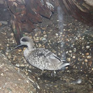 Aquatic Bird House- Marbled Teal