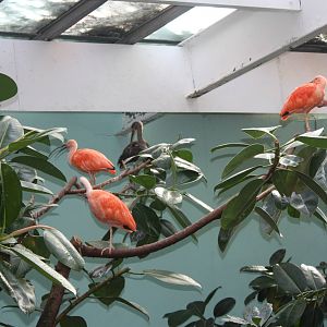 Aquatic Bird House- Scarlet Ibises