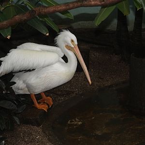 Aquatic Bird House- American White Pelican