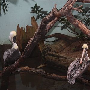 Aquatic Bird House- Brown Pelicans