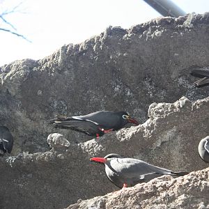 Russell B. Atiken Seabird Colony- Inca Terns