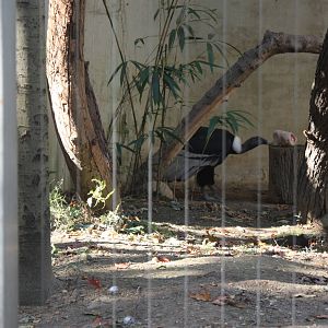 Birds of Prey- Condor Snacktime