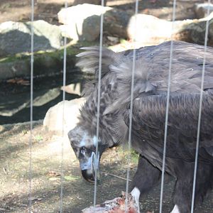 Birds of Prey- Cinerous Vulture Lunch