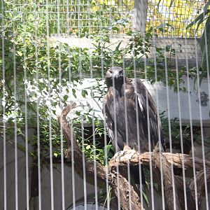 Birds of Prey- Golden Eagles