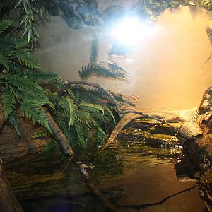 World of Reptiles- Merten's Water Monitor Exhibit