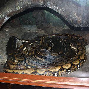 World of Reptiles- Massive Reticulated Python