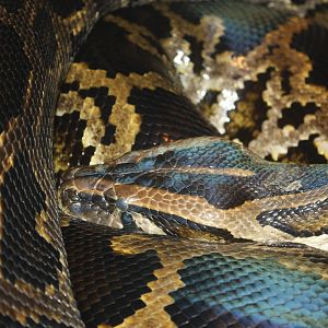 World of Reptiles- Burmese Python