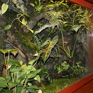 World of Reptiles- Poison Dart Frog Exhibit