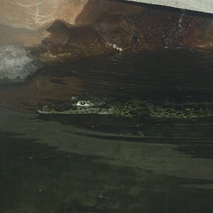 World of Reptiles- Cuban Crocodile