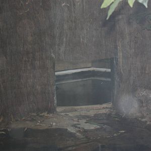 World of Reptiles- False Gharial Off-Exhibit Area