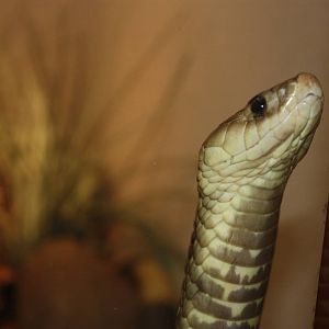 World of Reptiles- Famous Cobra Escapee