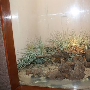 World of Reptiles- Egyptian Cobra Exhibit