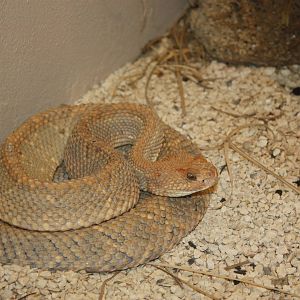 World of Reptiles- Aruba Island Rattlesnake