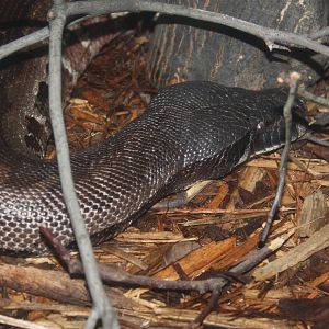 World of Reptiles- Blood Python