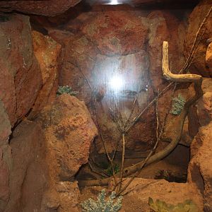 World of Reptiles- Mixed Species Exhibit