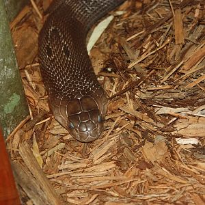 World of Reptiles- Asiatic Cobra