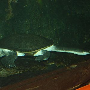 World of Reptile- Giant Side-Necked Turtle
