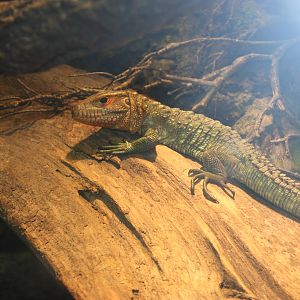 World of Reptiles- Northern Caiman Lizard
