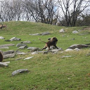 Baboon Reserve- Gelada Drama