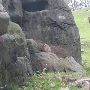 Baboon Reserve- Rock Hyrax