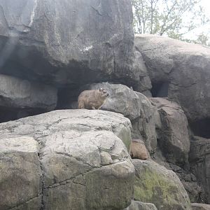 Baboon Reserve- Rock Hyraxes