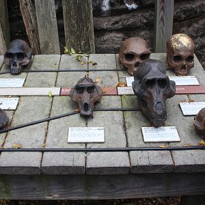 Baboon Reserve- Fossil Dig