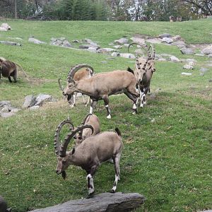 Baboon Reserve- Nubian Ibexes
