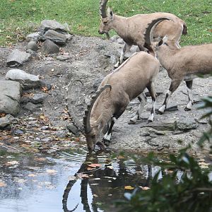Baboon Reserve- Ibex Takes A Drink