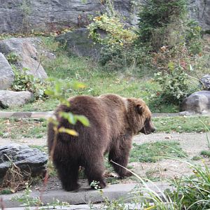 Big Bears- Brown Bear