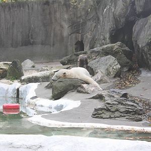 Big Bears- Polar Bear