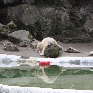 Big Bears- Tundra Napping