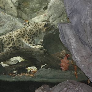 Himalayan Highlands- Snow Leopard Encounter