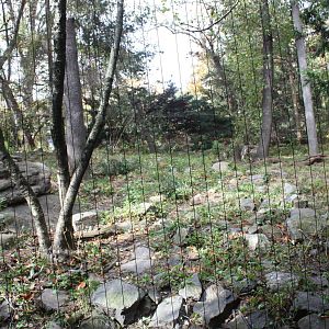 Himalayan Highlands- Snow Leopard Exhibit #1