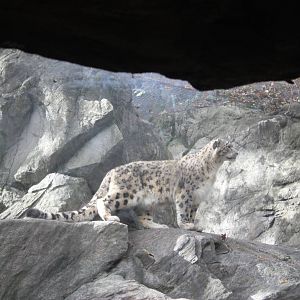 Himalayan Highlands- Snow Leopard