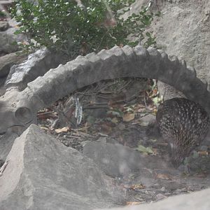 Himalayan Highlands- Trapogan under Ibex Skull