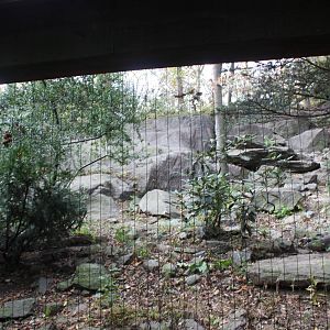 Himalayan Highlands- Snow Leopard Exhibit #3