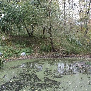 Himalayan Highlands- White-Naped Crane Exhibit