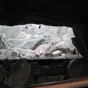 Himalayan Highlands- Snow Leopard Exhibit #2