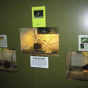 gecko tanks