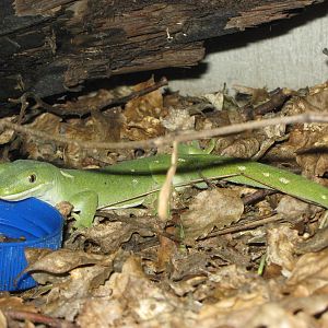 Auckland green tree gecko (Naultinus elegans elegans)
