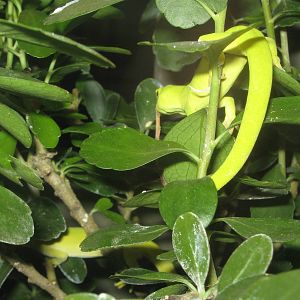 Auckland green tree geckos (Naultinus elegans elegans)