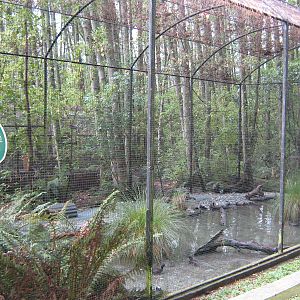 aviary for black stilts (Himantopus novaezelandiae)