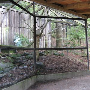 aviary for morepork (Ninox novaeseelandiae)