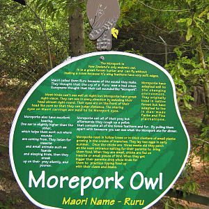 signage for morepork (Ninox novaeseelandiae)