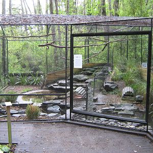 aviary for Campbell Island teal (Anas nesiotis)