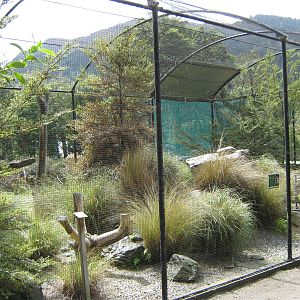 aviary for NZ falcon (Falco novaeseelandiae)