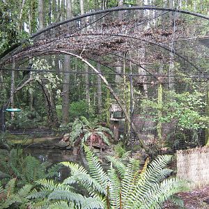 aviary for tui and brown teal