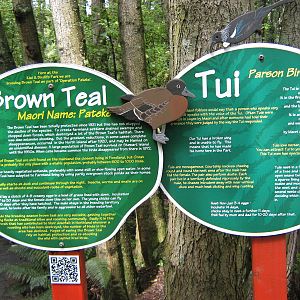 signage for tui and brown teal
