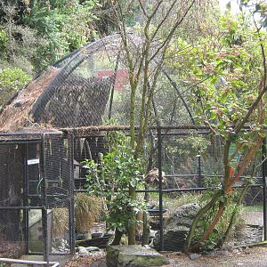 aviary for yellow-crowned kakariki (Cyanoramphus auriceps)
